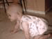 45crawling1